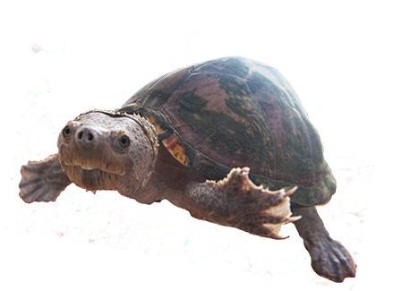 コンラートさん